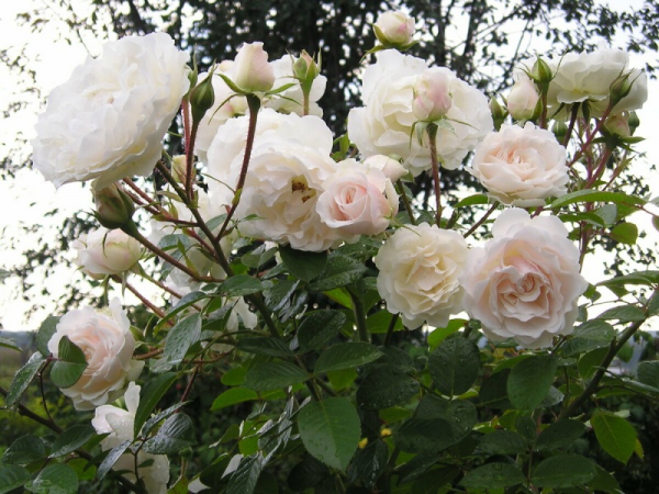 Плетистая роза Weisse Wolke – воздушная кружевная пена